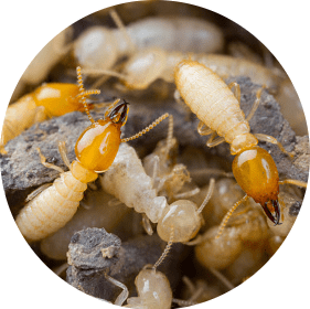 les termites sont des insectes xylophages