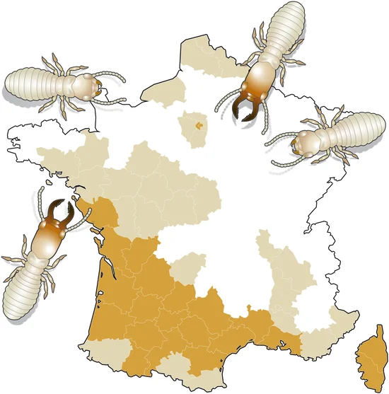 une carte de France indique la présence des termites sur le territoire