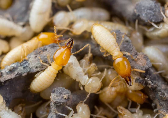 photo de termites dans une termitière